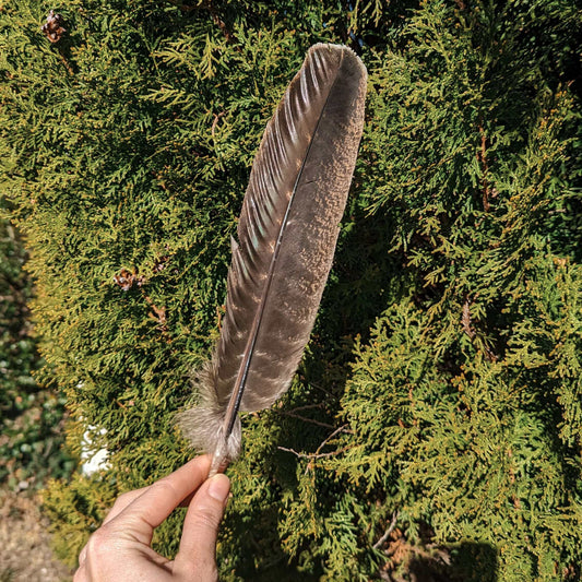 Smudge Feather Turkey Wing Feather Natural Wild Turkey Wing